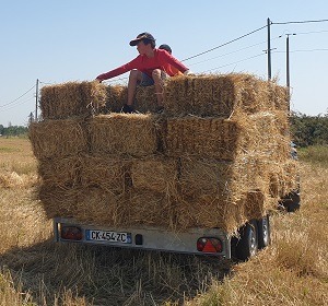 Paille bio — Le Croissant Fertile