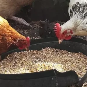 Son de blé bio — Le Croissant Fertile