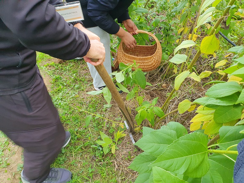 Chasse au trésor dans la forêt comestible