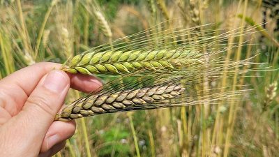 Histoire de la domestication des blés