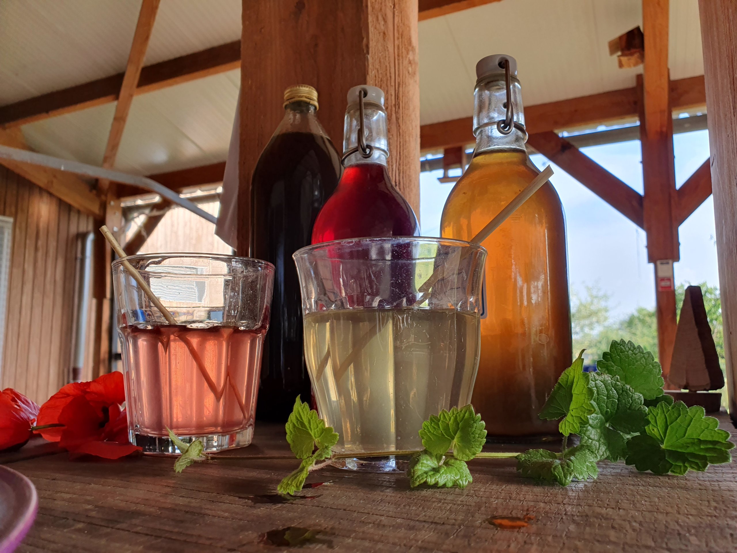 Jardin et potions